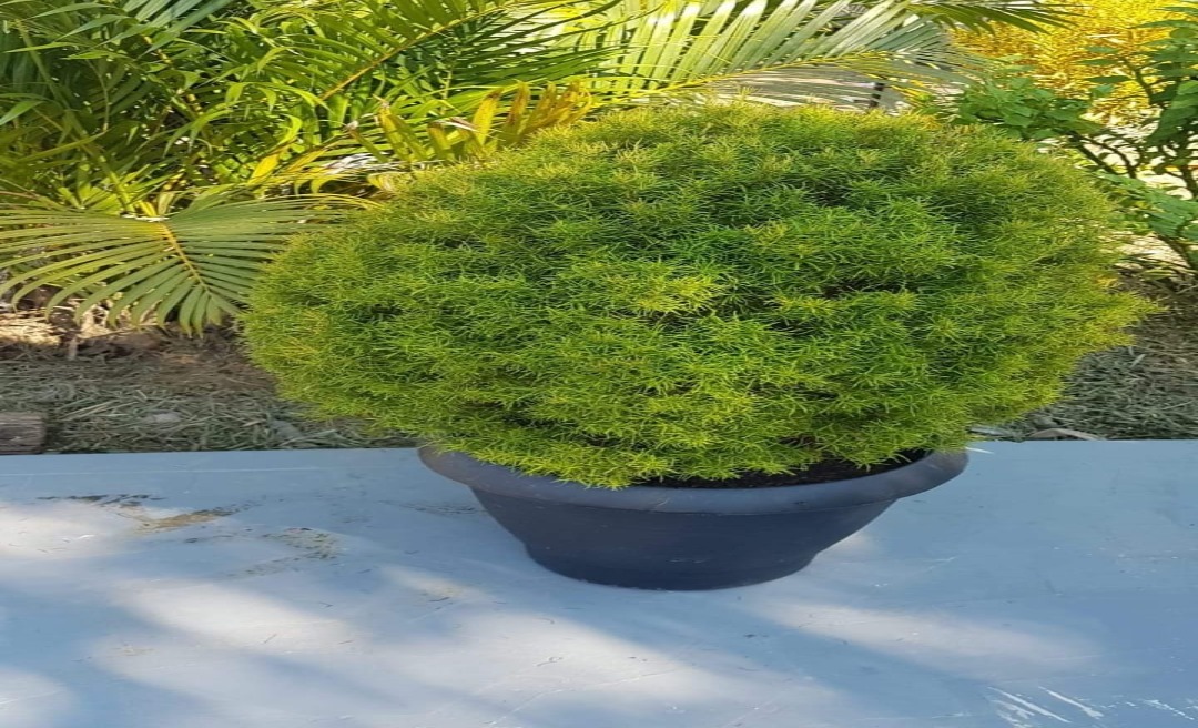 Professora denuncia furto de planta no interior do Acre e faz apelo nas redes sociais